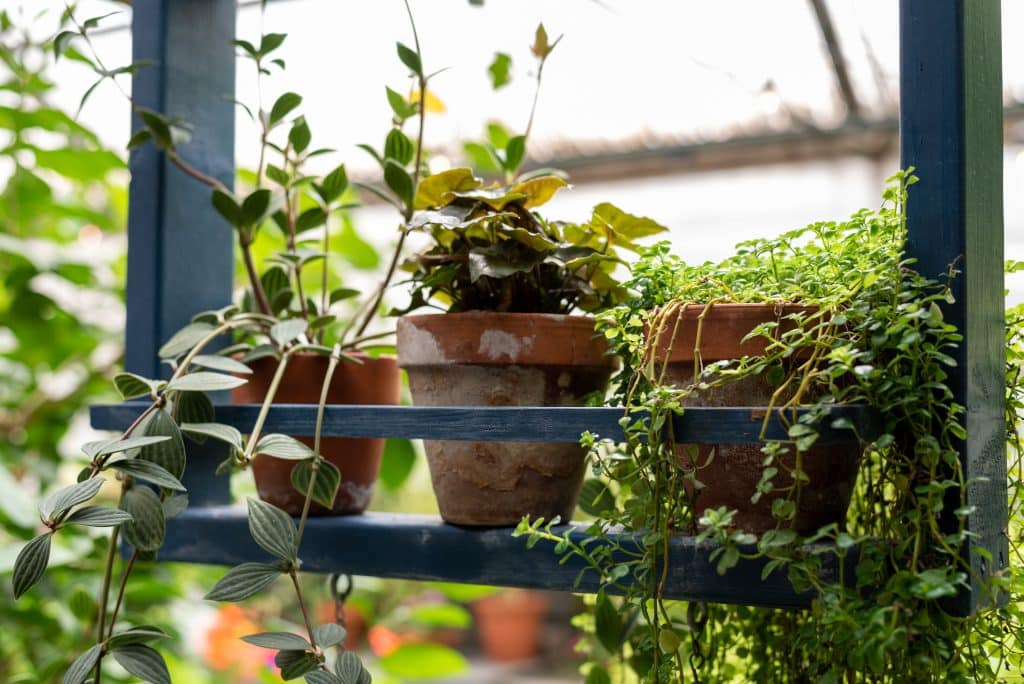 Le charme intemporel des pots de fleurs en terre cuite - Autre Jardin