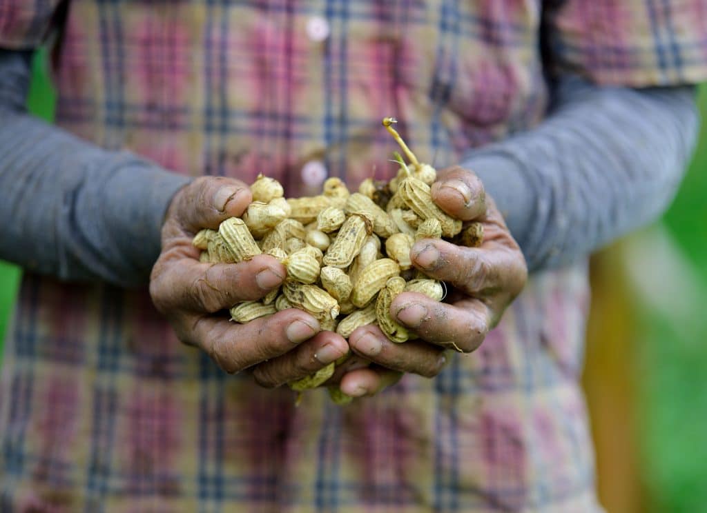 La fascinante histoire de la croissance des cacahuètes - Autre Jardin